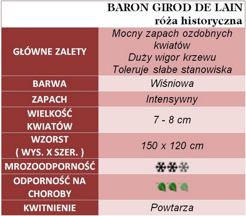 BARON GIROD de LAIN róża historyczna